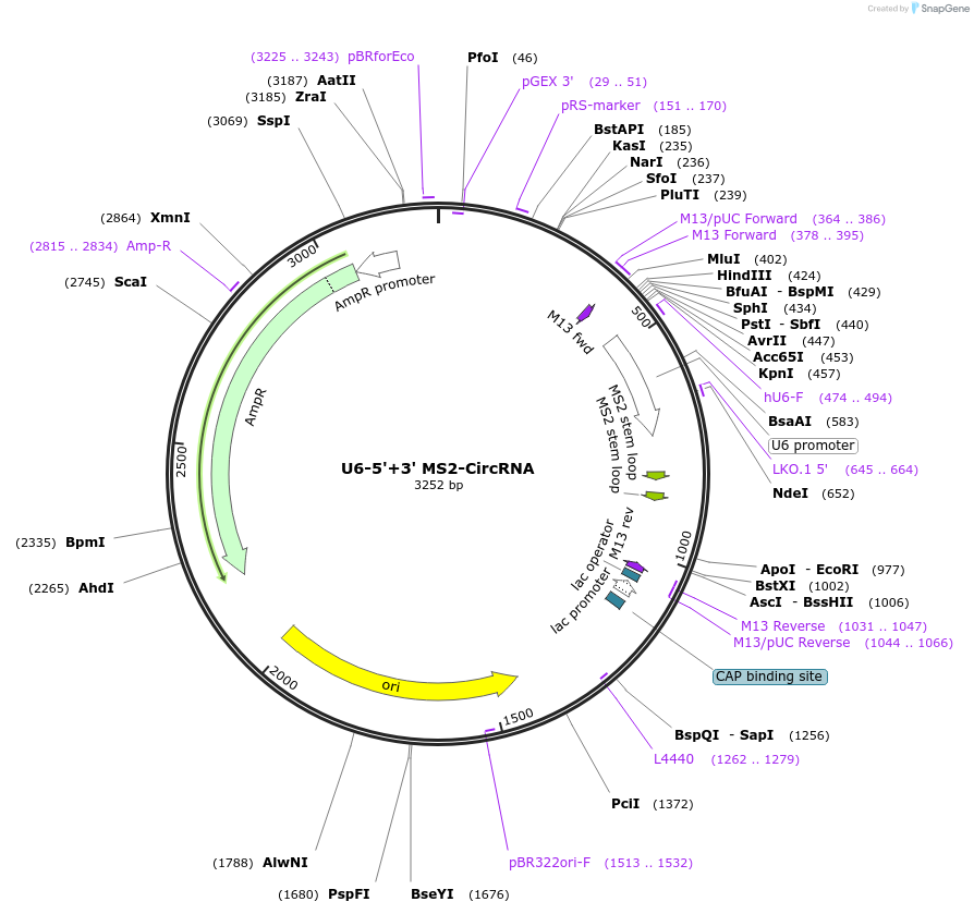 213752-plasmid-map-sequence-id-422189