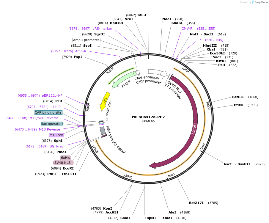 213746-plasmid-map-sequence-id-422194