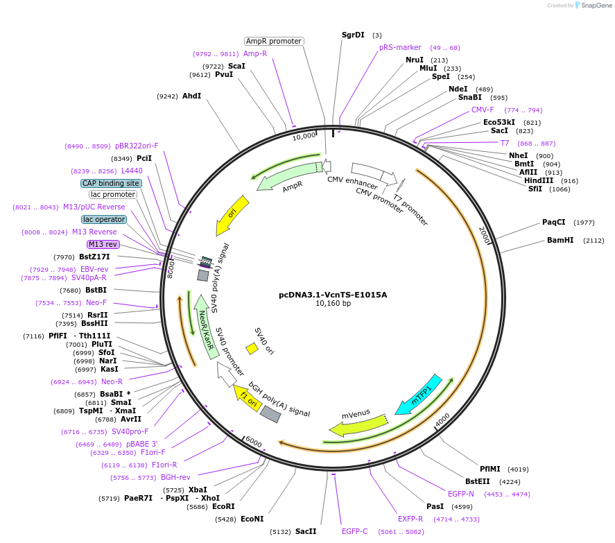 213415-plasmid-map-sequence-id-422214