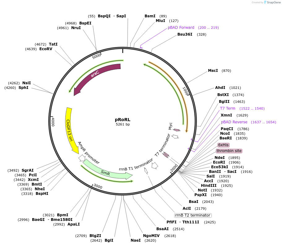 213132-plasmid-map-sequence-id-422223