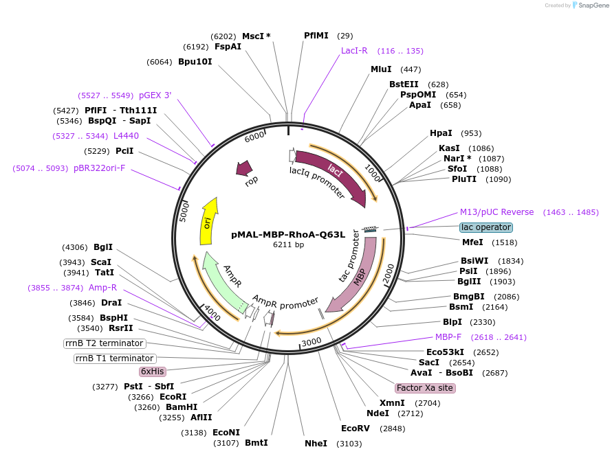 214296-plasmid-map-sequence-id-422229
