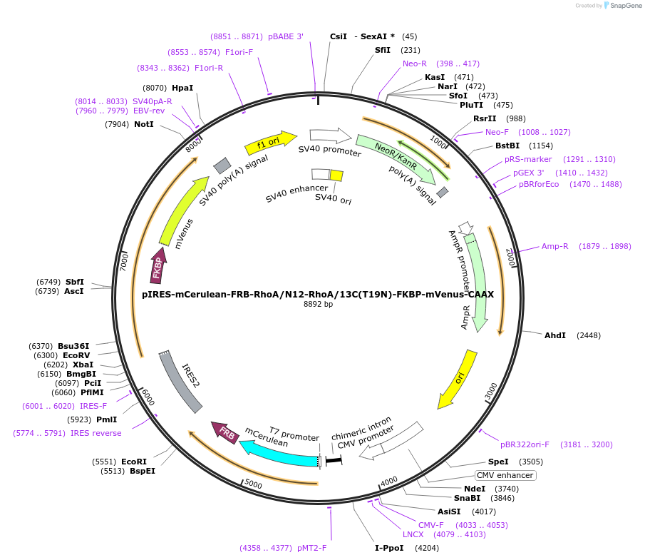 214283-plasmid-map-sequence-id-422243