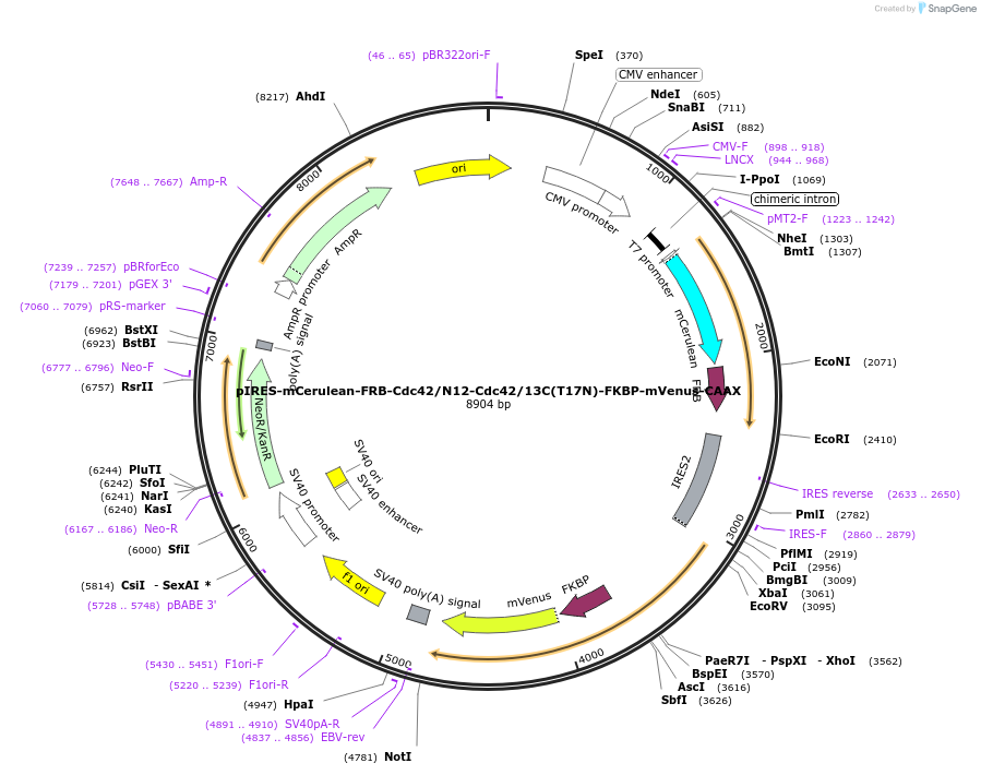 214279-plasmid-map-sequence-id-422248