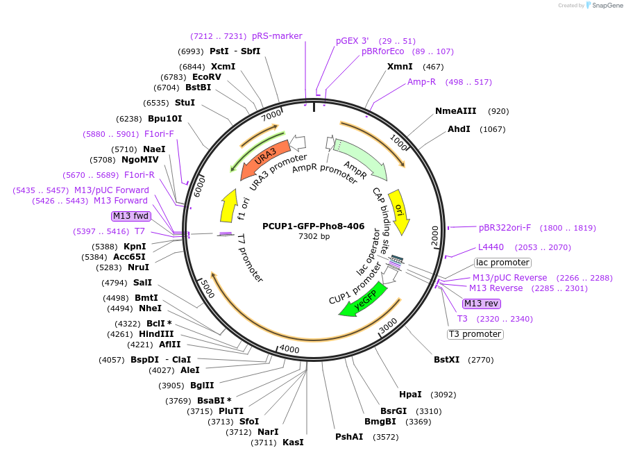 207006-plasmid-map-sequence-id-422251