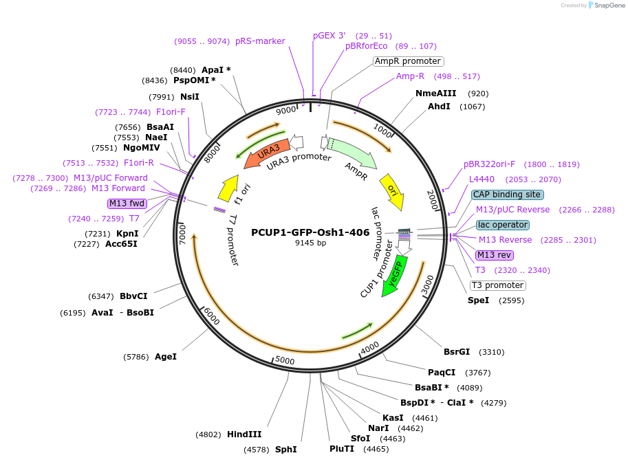 207007-plasmid-map-sequence-id-422254