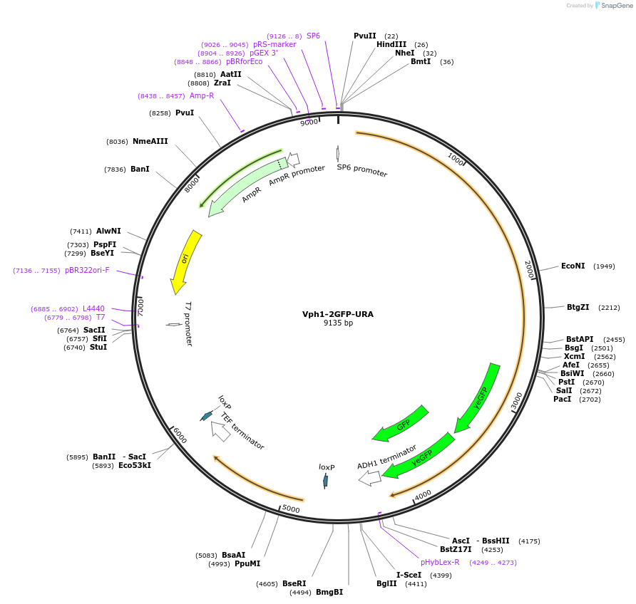 207009-plasmid-map-sequence-id-422255