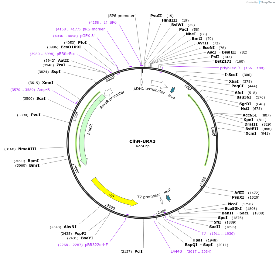 207012-plasmid-map-sequence-id-422259