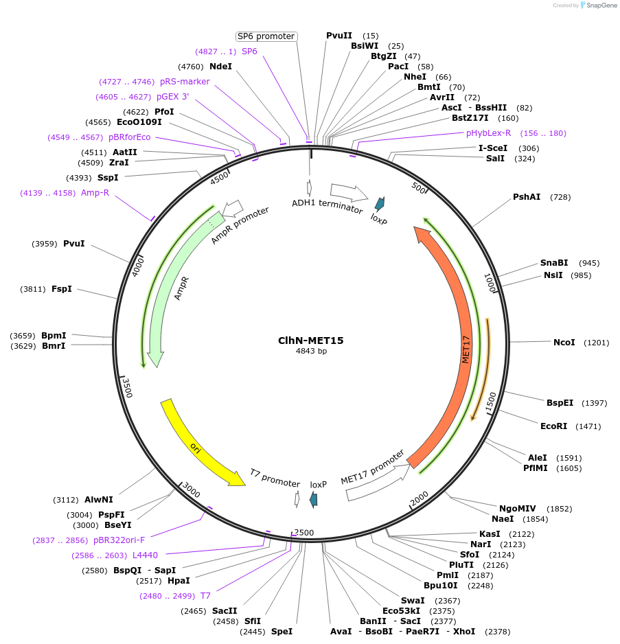 207013-plasmid-map-sequence-id-422260