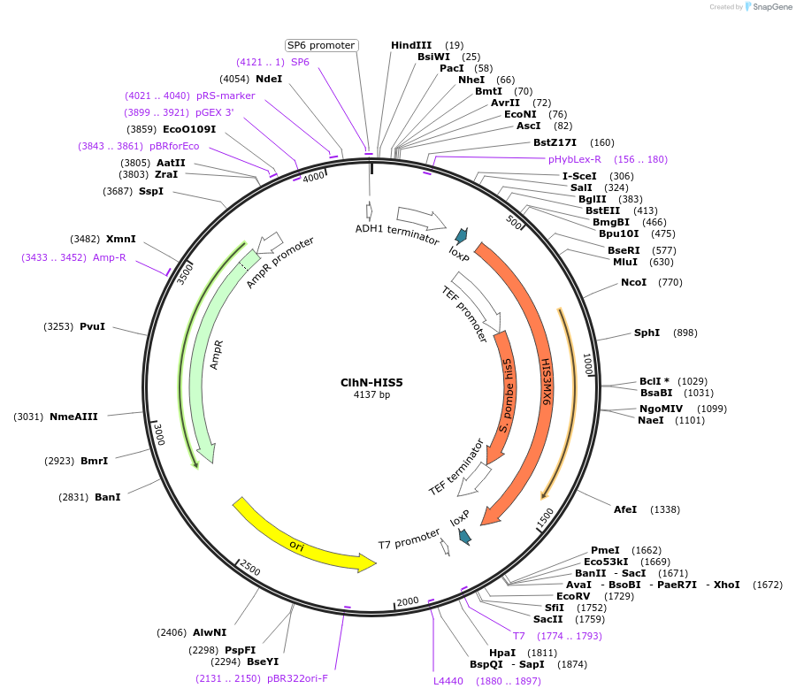 207014-plasmid-map-sequence-id-422261