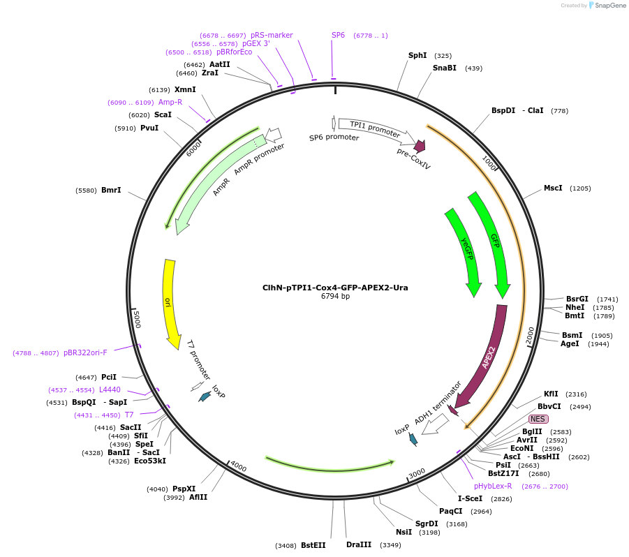 207075-plasmid-map-sequence-id-422271