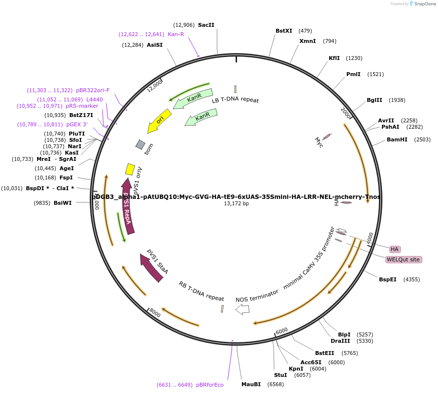 211842-plasmid-map-sequence-id-422272