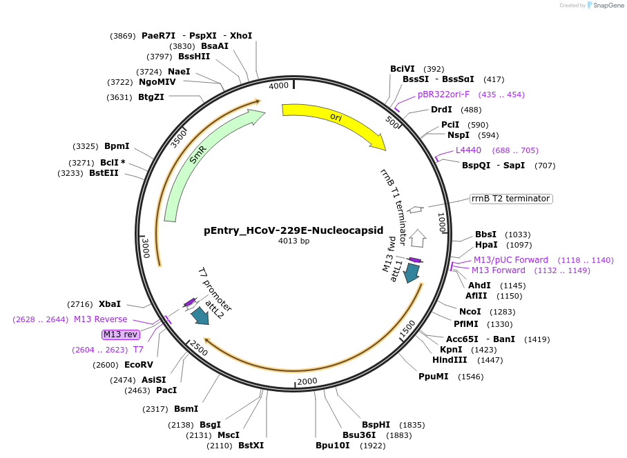168967-plasmid-map-sequence-id-422278