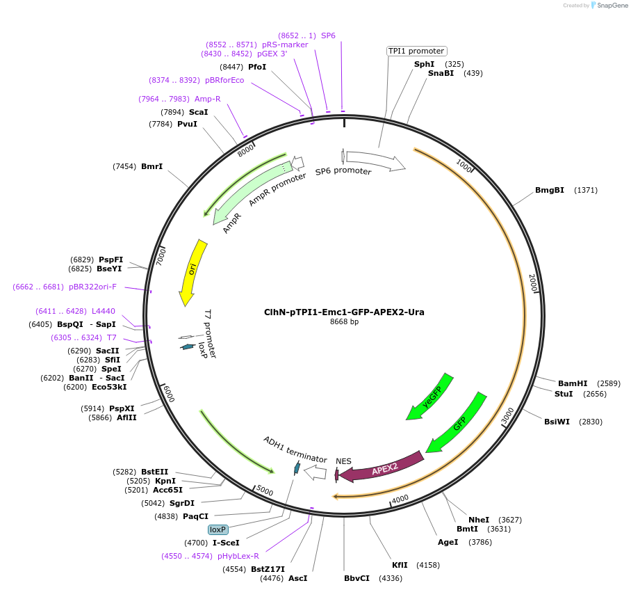 207074-plasmid-map-sequence-id-422281