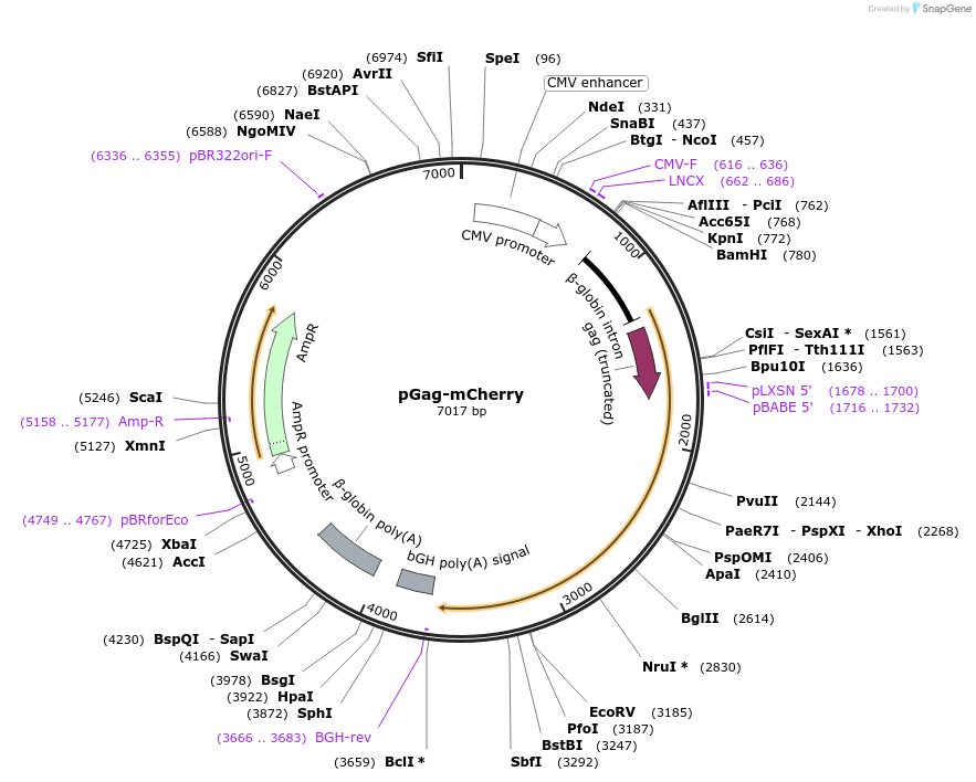 212631-plasmid-map-sequence-id-422301