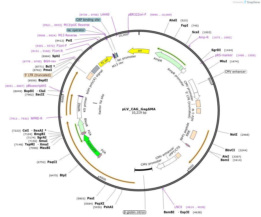 212633-plasmid-map-sequence-id-422303