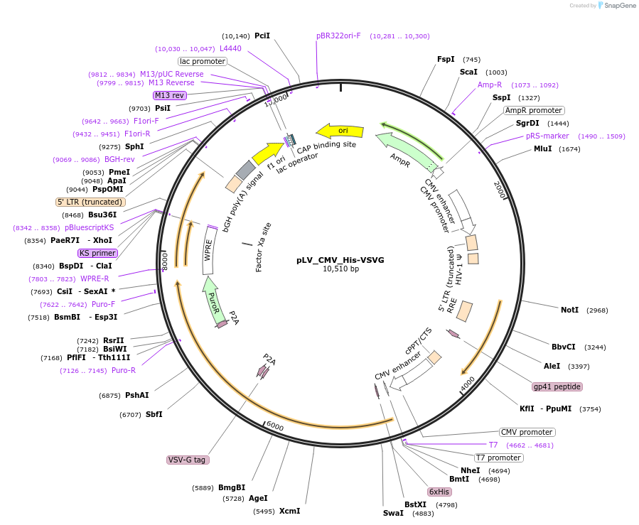 212643-plasmid-map-sequence-id-422310