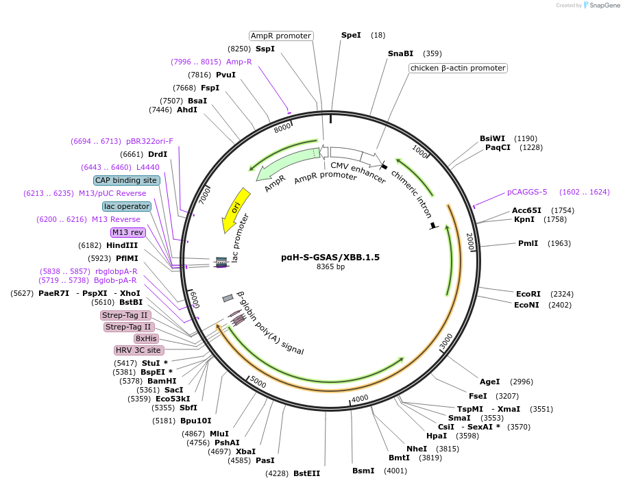 212991-plasmid-map-sequence-id-422311