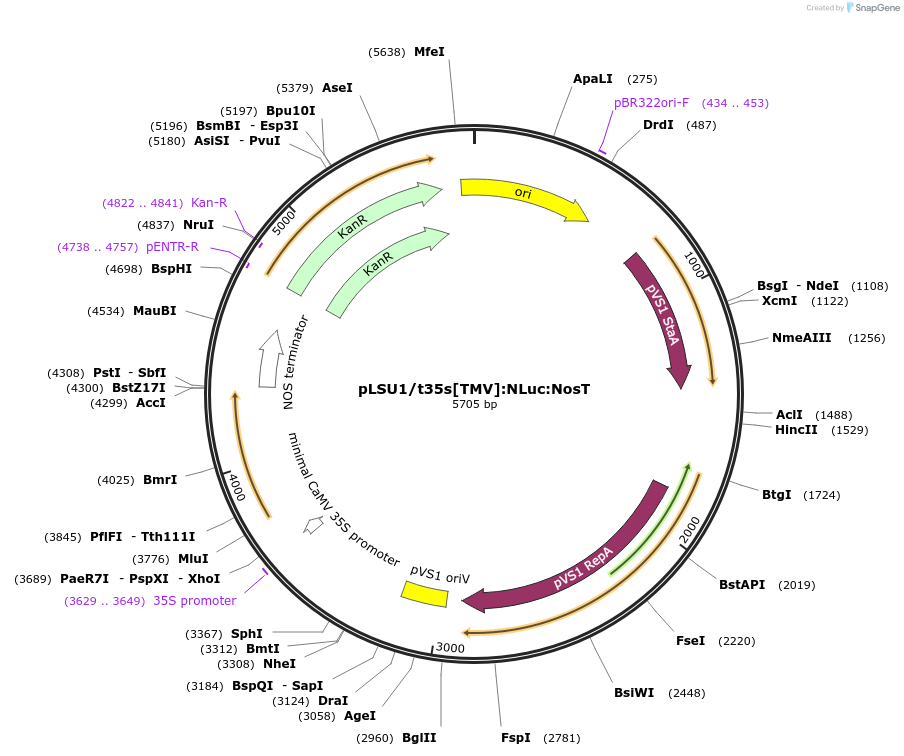 212181-plasmid-map-sequence-id-422345