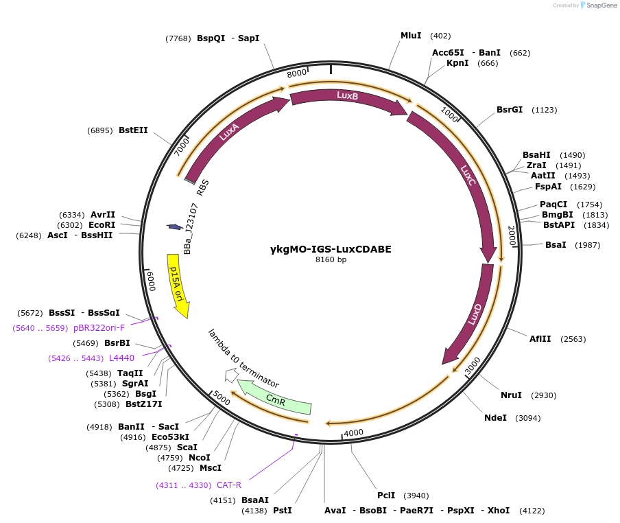207232-plasmid-map-sequence-id-422349