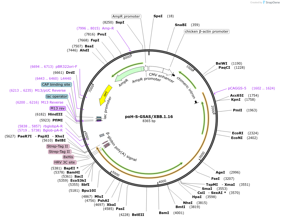 212992-plasmid-map-sequence-id-422360