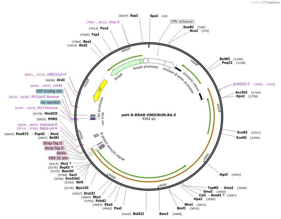 213071-plasmid-map-sequence-id-422361