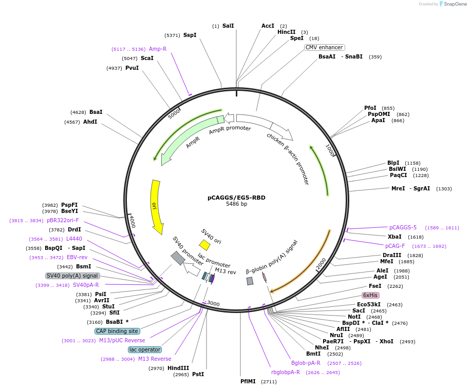 213410-plasmid-map-sequence-id-422363