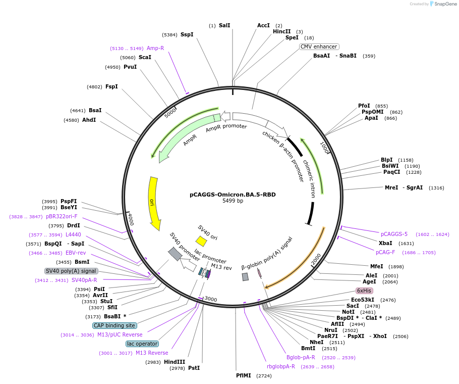 213478-plasmid-map-sequence-id-422364