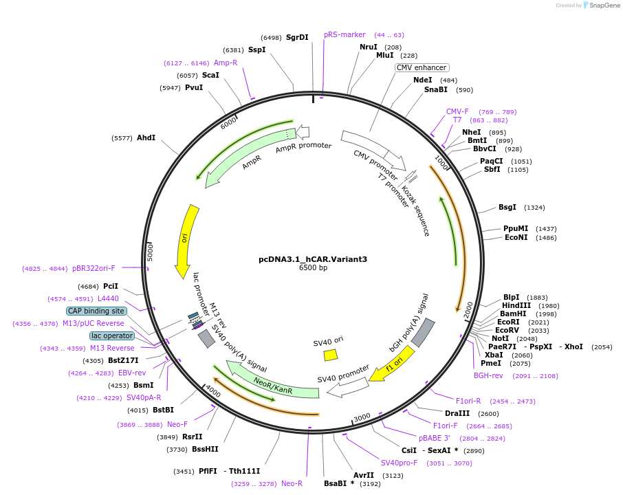 209133-plasmid-map-sequence-id-422366