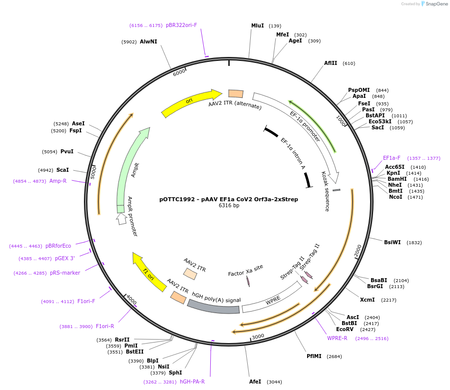213542-plasmid-map-sequence-id-422369