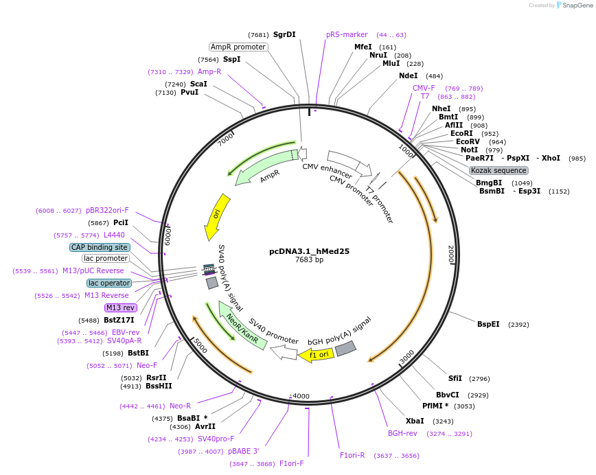 206958-plasmid-map-sequence-id-422373