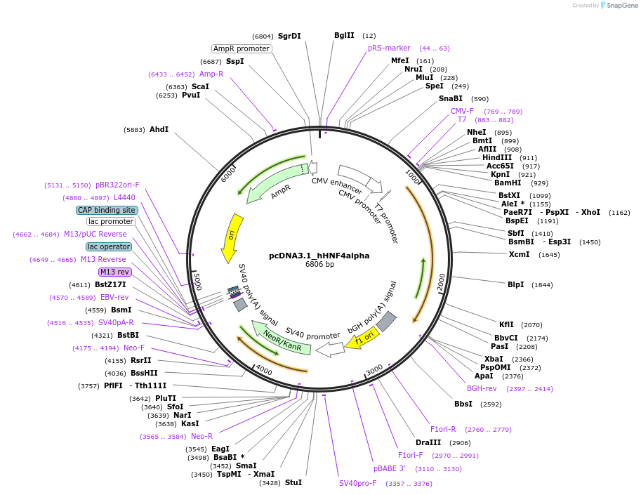 206878-plasmid-map-sequence-id-422375