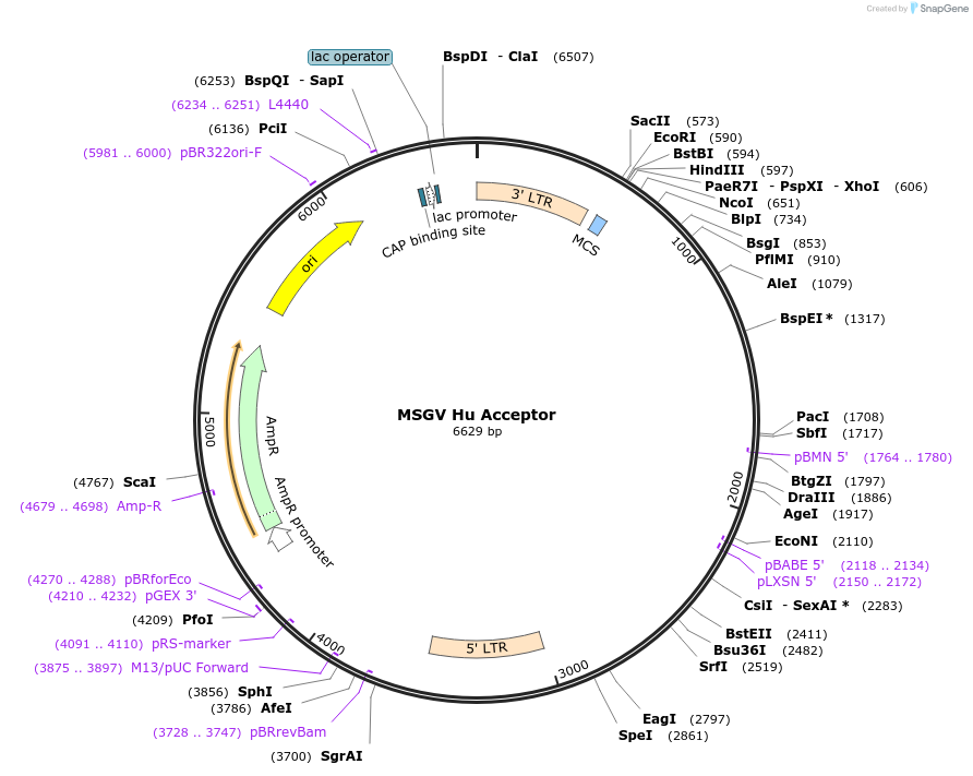 64269-plasmid-map-sequence-id-422378