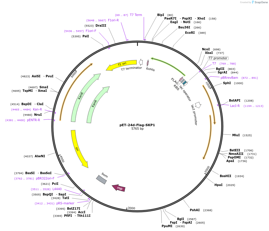 213690-plasmid-map-sequence-id-422389