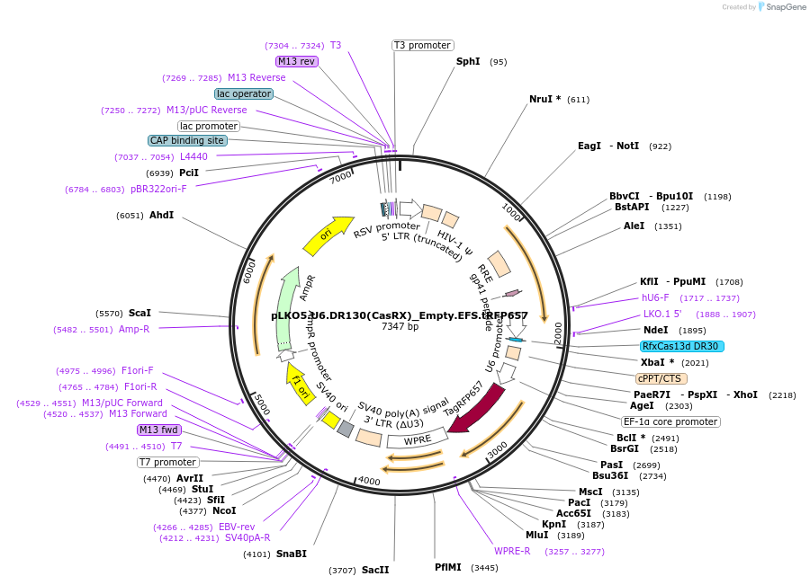 212961-plasmid-map-sequence-id-422482