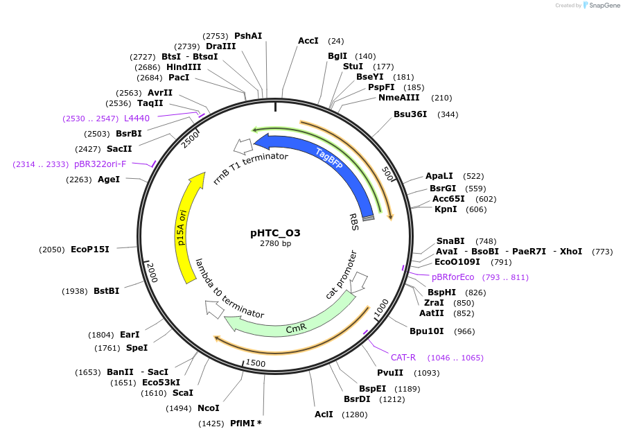 205225-plasmid-map-sequence-id-422490