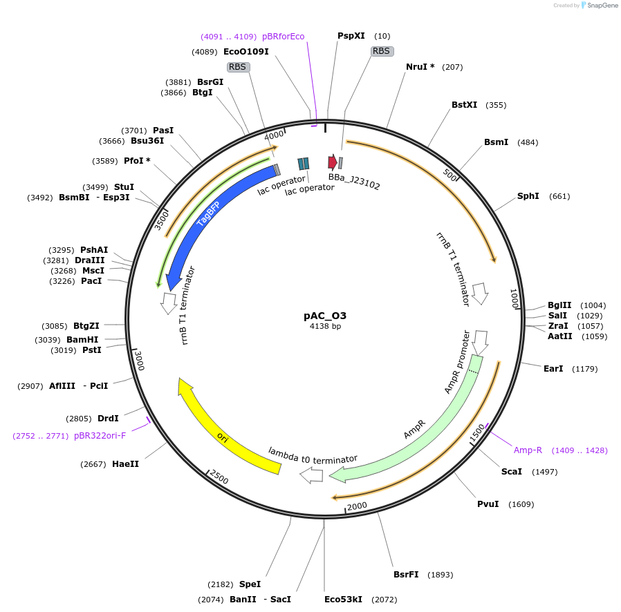 205226-plasmid-map-sequence-id-422491
