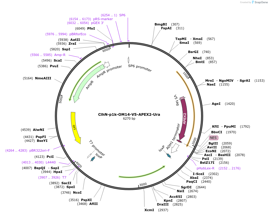207073-plasmid-map-sequence-id-422536