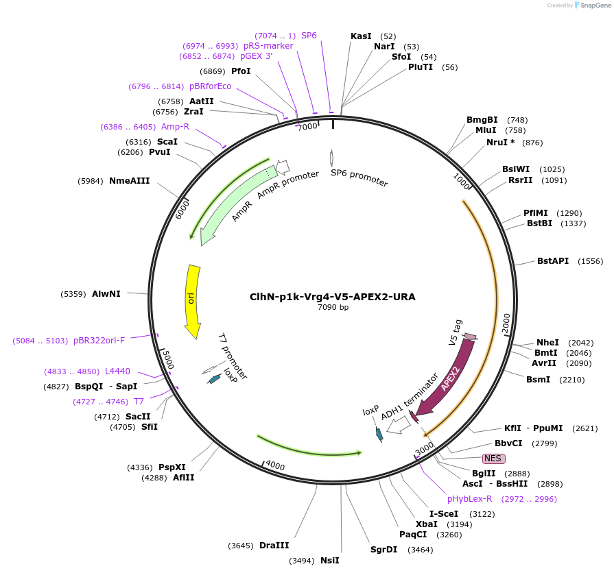 207071-plasmid-map-sequence-id-422538