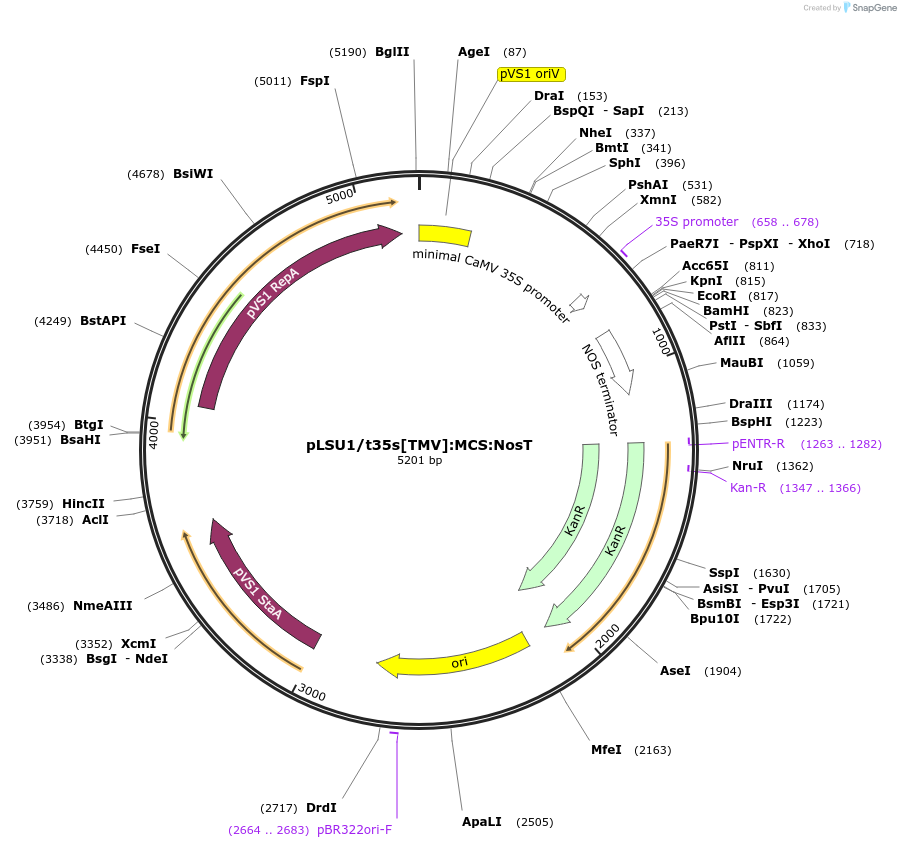 212158-plasmid-map-sequence-id-422545