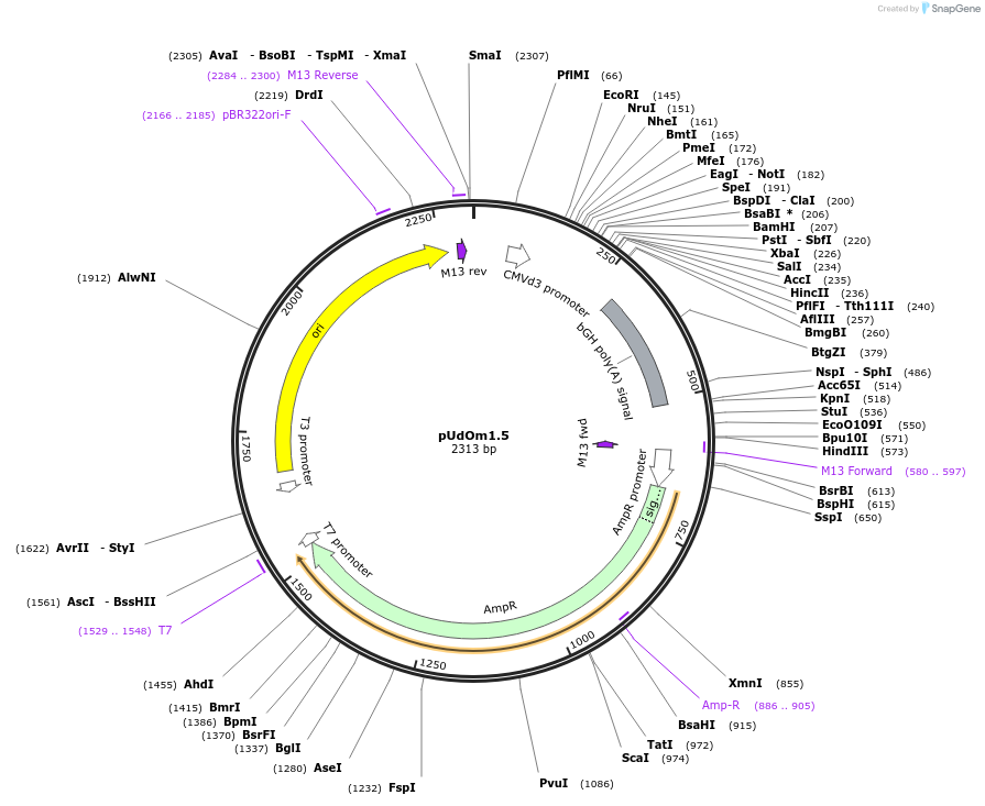 210277-plasmid-map-sequence-id-422547