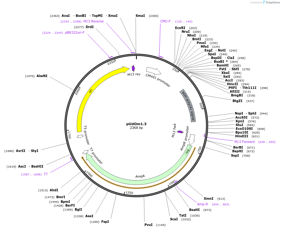 210275-plasmid-map-sequence-id-422548