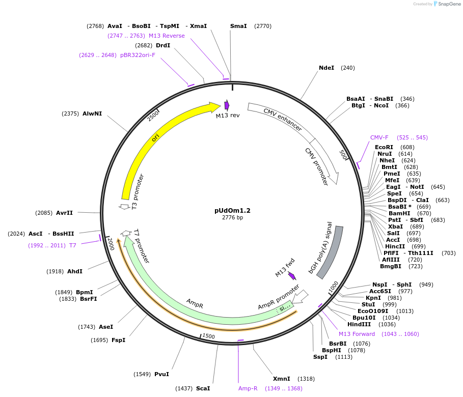 210274-plasmid-map-sequence-id-422549
