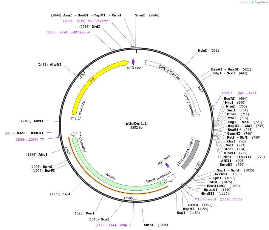 210273-plasmid-map-sequence-id-422552