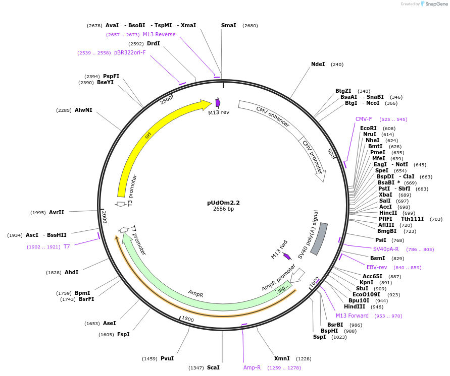 210279-plasmid-map-sequence-id-422553
