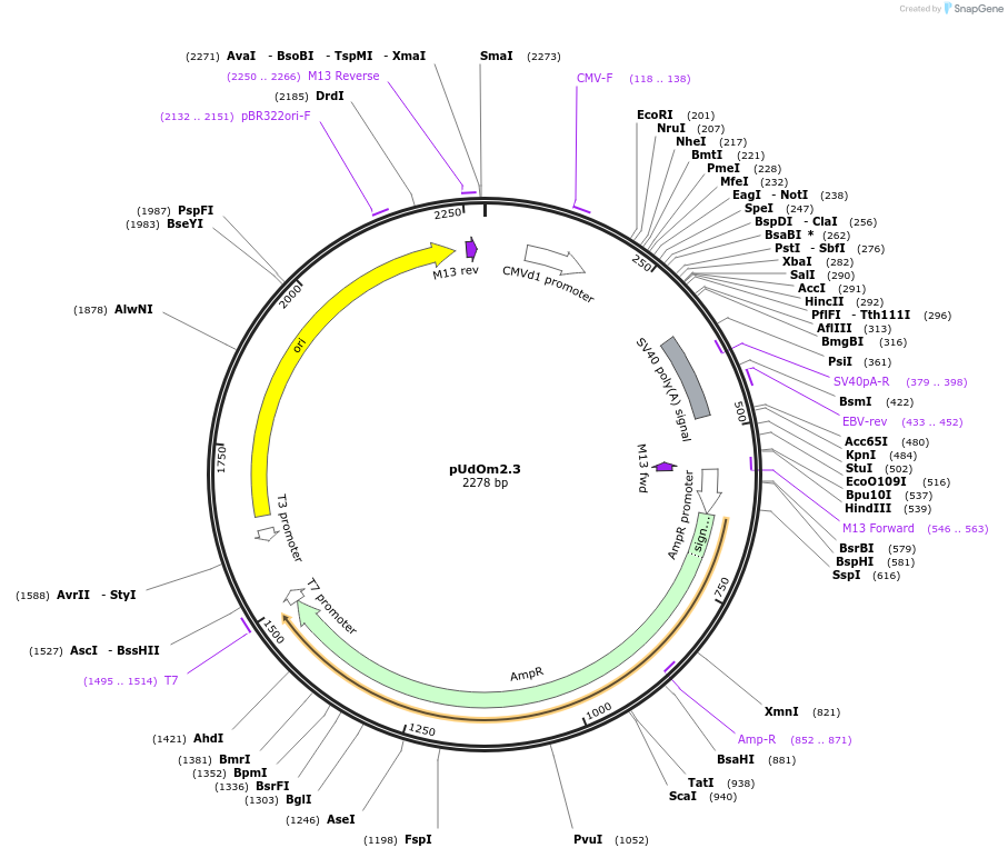 210280-plasmid-map-sequence-id-422554