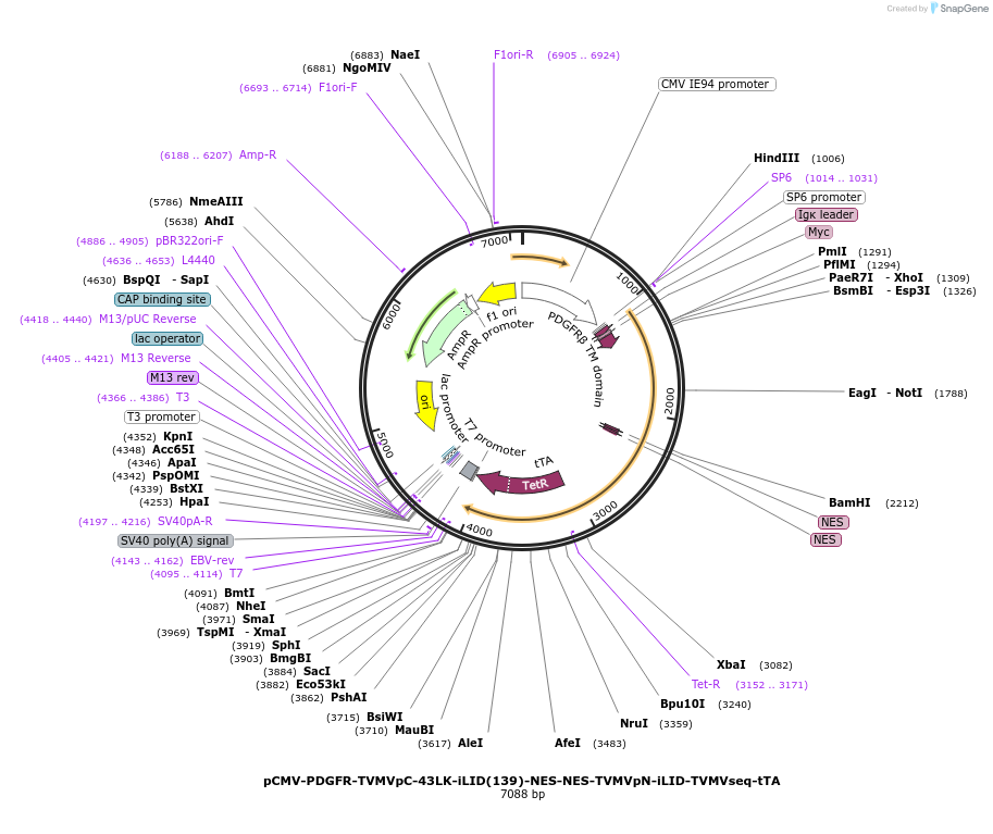 210502-plasmid-map-sequence-id-422558