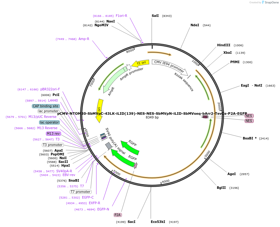 210505-plasmid-map-sequence-id-422559