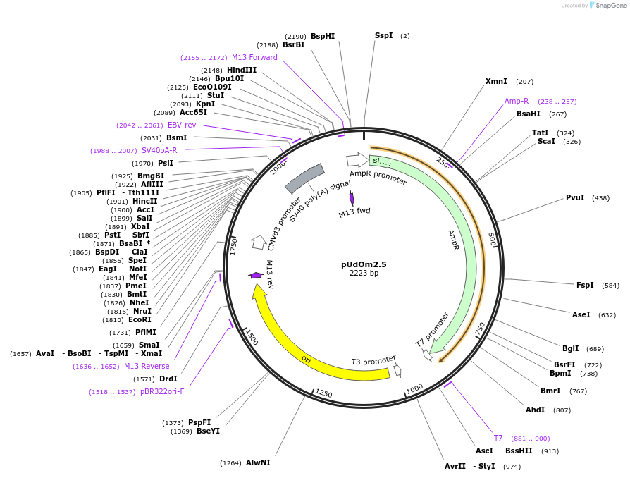 210282-plasmid-map-sequence-id-422561