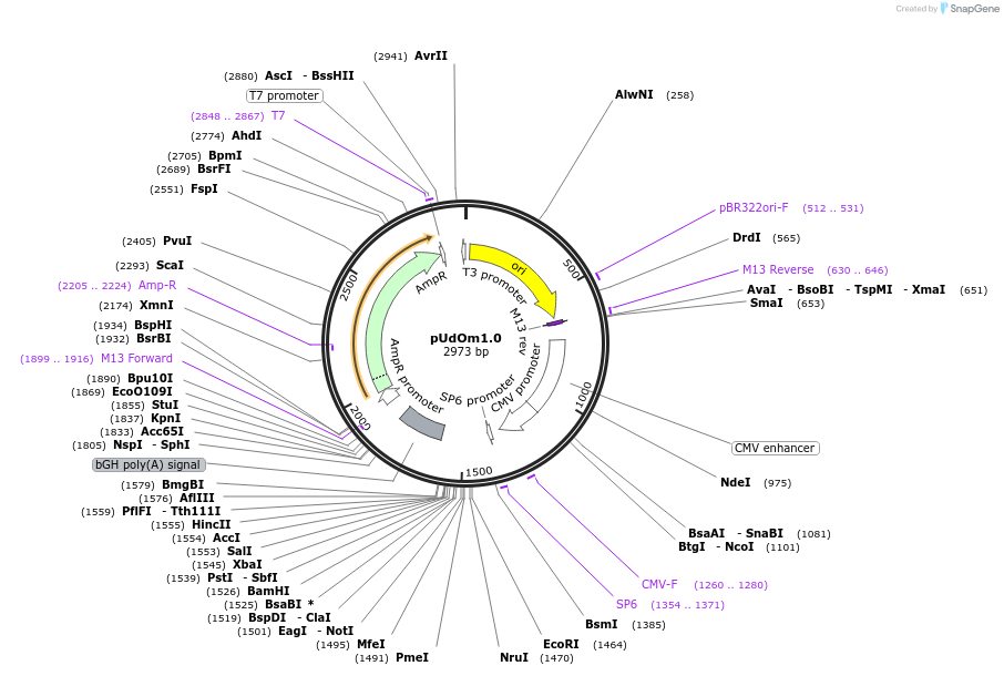 210298-plasmid-map-sequence-id-422563