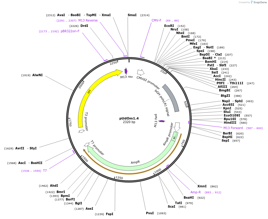 210276-plasmid-map-sequence-id-422564